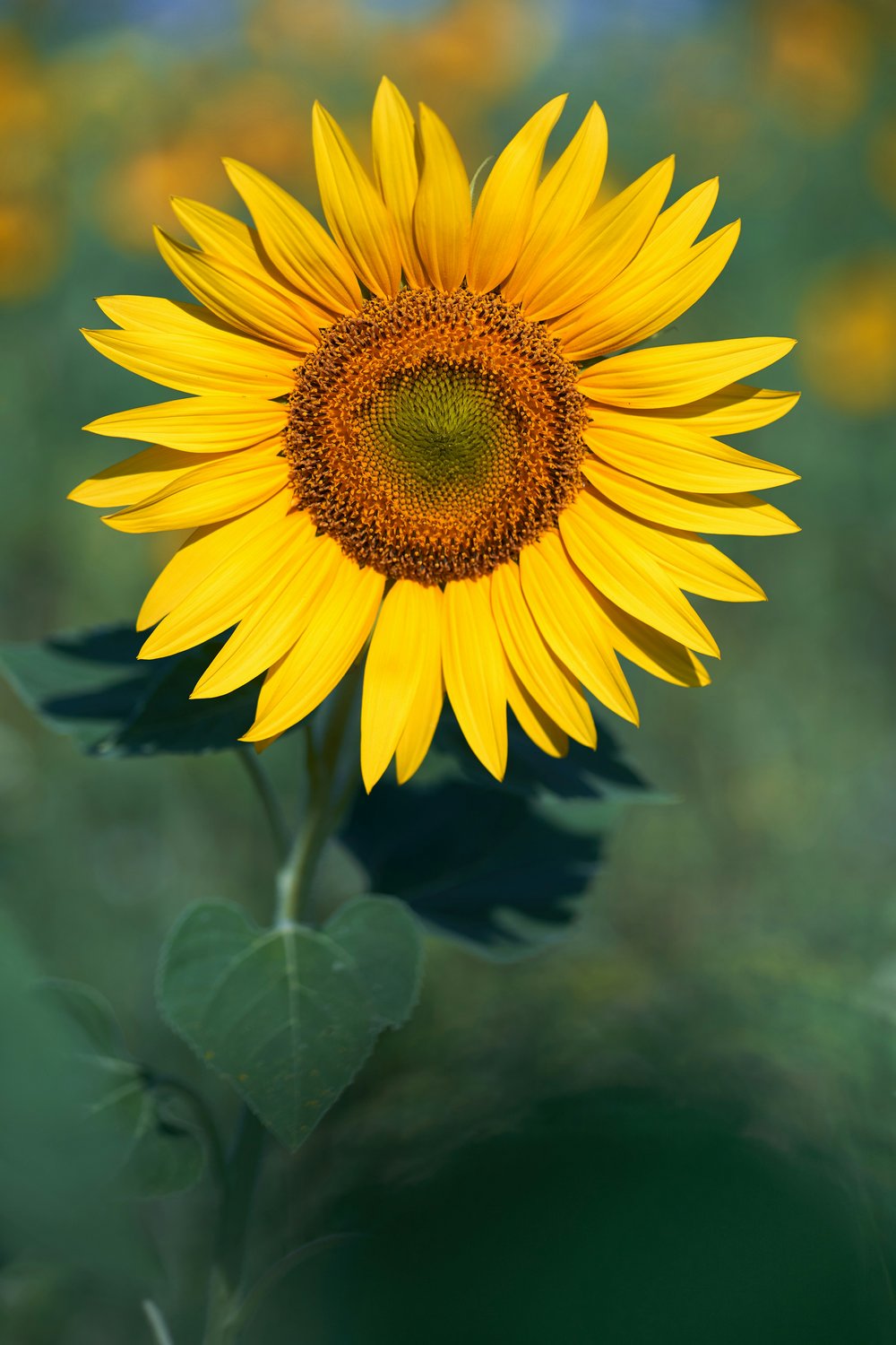 Foto von Wolfgang Hasselmann
